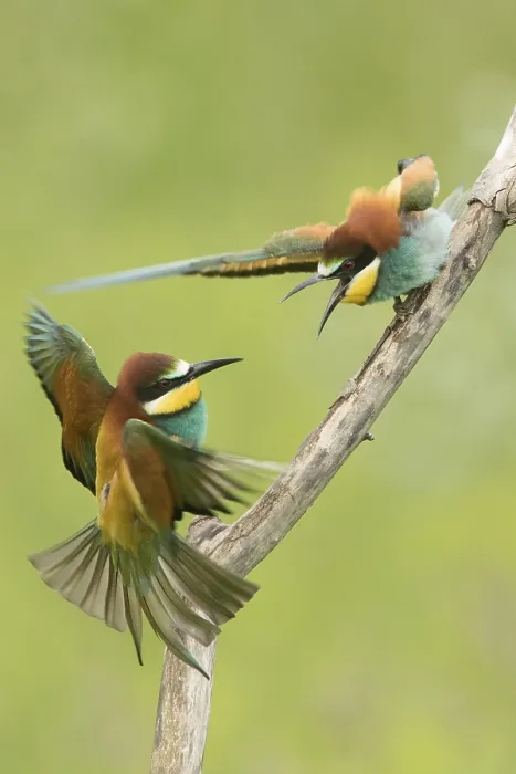 Gerahmter Druck : Bienenfresser (Merops apiaster) Gerahmter Druck : Bienenfresser (Merops apiaster)