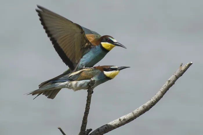 Gerahmter Druck : Schwalbenstar (Merops apiaster) Gerahmter Druck : Schwalbenstar (Merops apiaster)