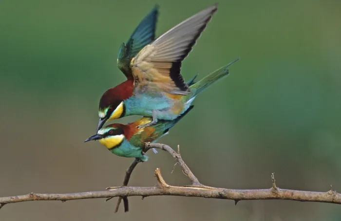 Gerahmter Druck : Bienenfresser (Merops apiaster) Gerahmter Druck : Bienenfresser (Merops apiaster)