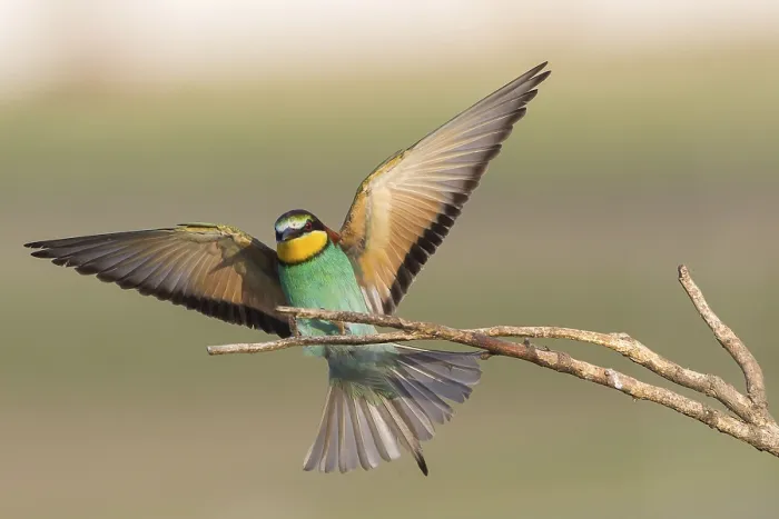 Gerahmter Druck : Bienenfresser (Merops apiaster) Gerahmter Druck : Bienenfresser (Merops apiaster)