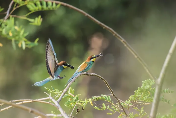 Gerahmter Druck : Schwalbenstar (Merops apiaster) Gerahmter Druck : Schwalbenstar (Merops apiaster)
