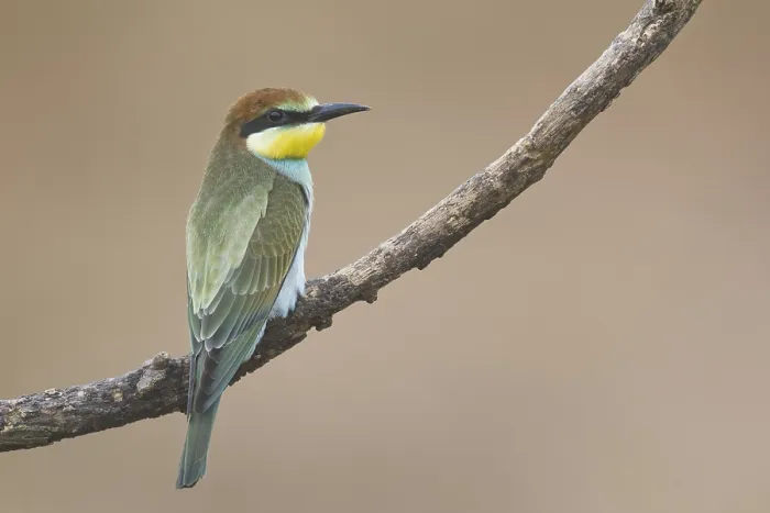 Gerahmter Druck : Bienenfresser (Merops apiaster) Gerahmter Druck : Bienenfresser (Merops apiaster)