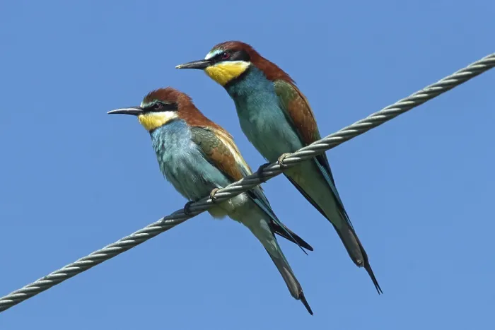 Gerahmter Druck : Bienenfresser (Merops apiaster) Gerahmter Druck : Bienenfresser (Merops apiaster)