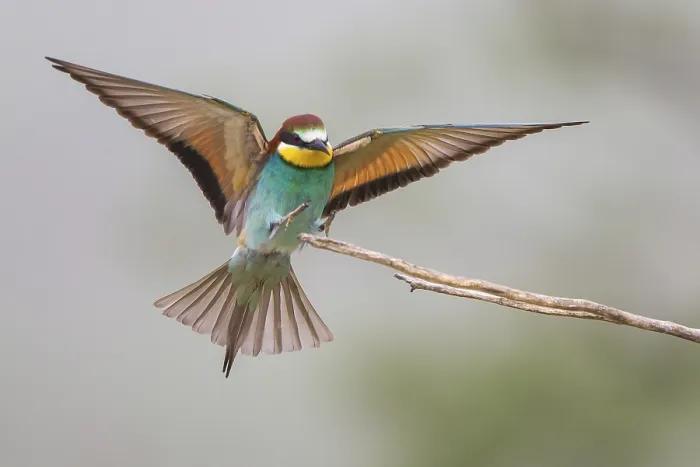 Gerahmter Druck : Bienenfresser (Merops apiaster) Gerahmter Druck : Bienenfresser (Merops apiaster)