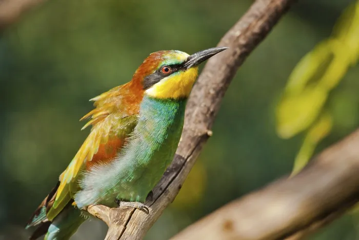 Gerahmter Druck : Bienenfresser (Merops apiaster)