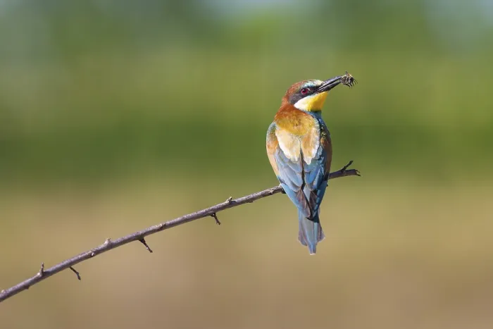 Gerahmter Druck : Fächerschwalbe (Merops apiaster)