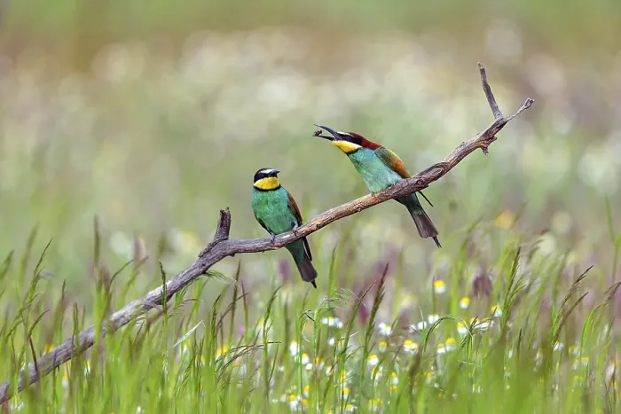 Gerahmter Druck : Bienenfresser, (Merops apiaster), zwei Tiere. Gerahmter Druck : Bienenfresser, (Merops apiaster), zwei Tiere.