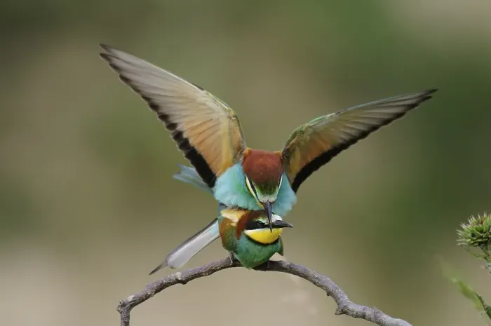 Gerahmter Druck : Bienenfresser (Merops apiaster), Paar.