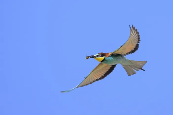 Gerahmter Druck : Schwalbenkauz (Merops apiaster) in Flug. Gerahmter Druck : Schwalbenkauz (Merops apiaster) in Flug.