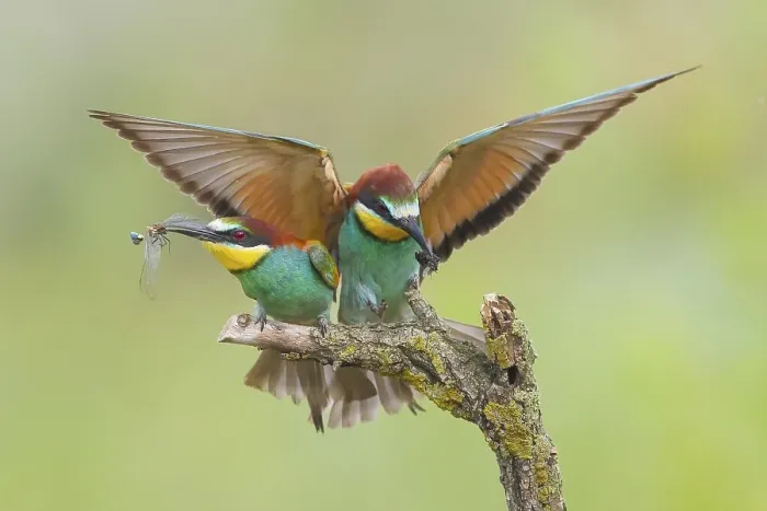 Gerahmter Druck : Bienenfresser (Merops apiaster), Paar. Gerahmter Druck : Bienenfresser (Merops apiaster), Paar.