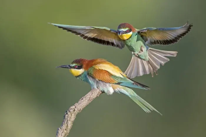 Gerahmter Druck : Bienenfresser (Merops apiaster), Paar. Gerahmter Druck : Bienenfresser (Merops apiaster), Paar.