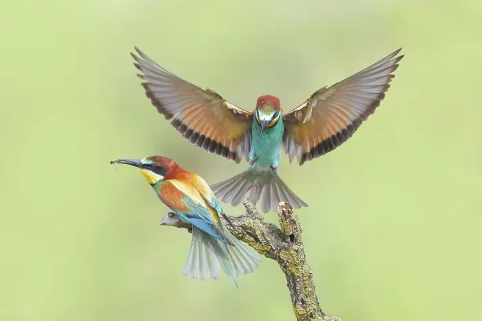 Gerahmter Druck : Bienenfresser (Merops apiaster), Paar. Gerahmter Druck : Bienenfresser (Merops apiaster), Paar.
