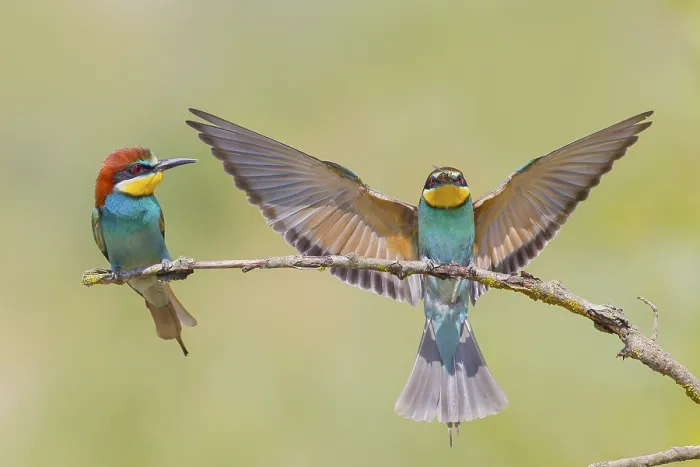 Gerahmter Druck : Bienenfresser (Merops apiaster), Paar. Gerahmter Druck : Bienenfresser (Merops apiaster), Paar.