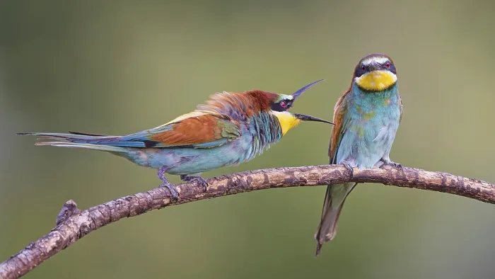 Gerahmter Druck : Bienenfresserpaar (Merops apiaster) Gerahmter Druck : Bienenfresserpaar (Merops apiaster)