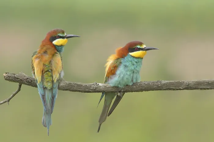 Gerahmter Druck : Bienenfresserpaar (Merops apiaster) Gerahmter Druck : Bienenfresserpaar (Merops apiaster)