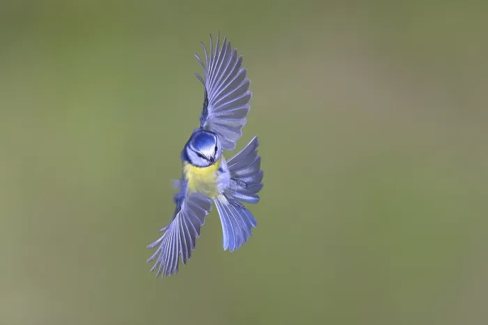Gerahmter Druck : Blauhäher (Parus caeruleus) in Flug. Gerahmter Druck : Blauhäher (Parus caeruleus) in Flug.