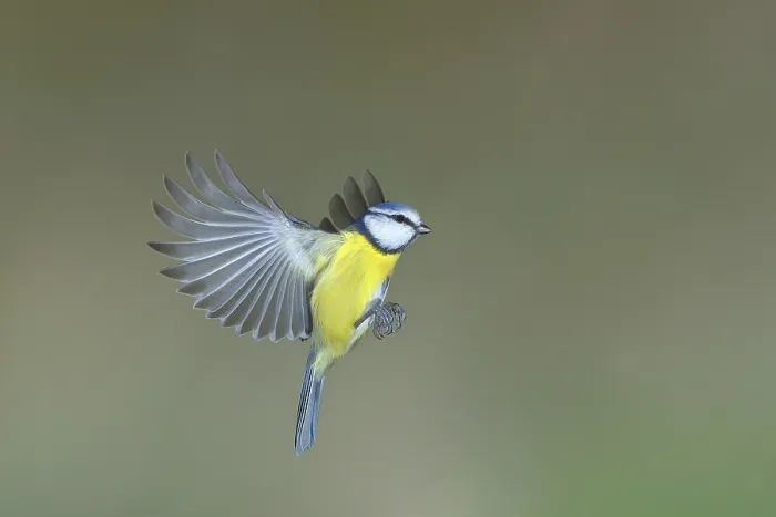 Gerahmter Druck : Blauhäher (Parus caeruleus) in Flug. Gerahmter Druck : Blauhäher (Parus caeruleus) in Flug.