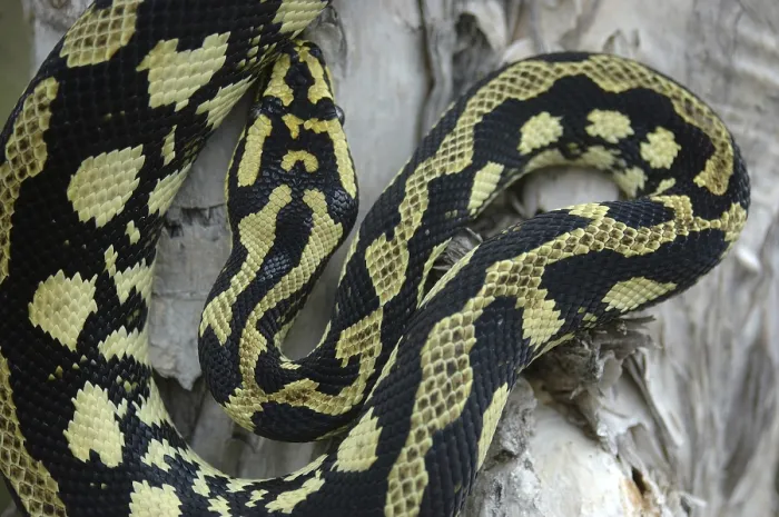 Gerahmter Druck : Buntfarbener Jung-Python Gerahmter Druck : Buntfarbener Jung-Python