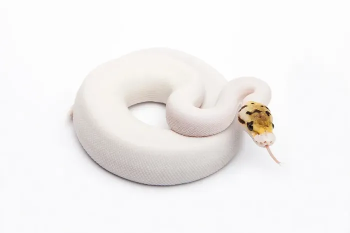 Gerahmter Druck : Bumble Bee Piebald Ball Python oder Royal Python (Python regius) Gerahmter Druck : Bumble Bee Piebald Ball Python oder Royal Python (Python regius)