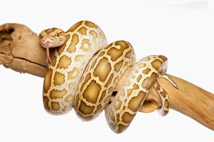 Gerahmter Druck : Burmese Python (Python molurus bivittatus) Gerahmter Druck : Burmese Python (Python molurus bivittatus)