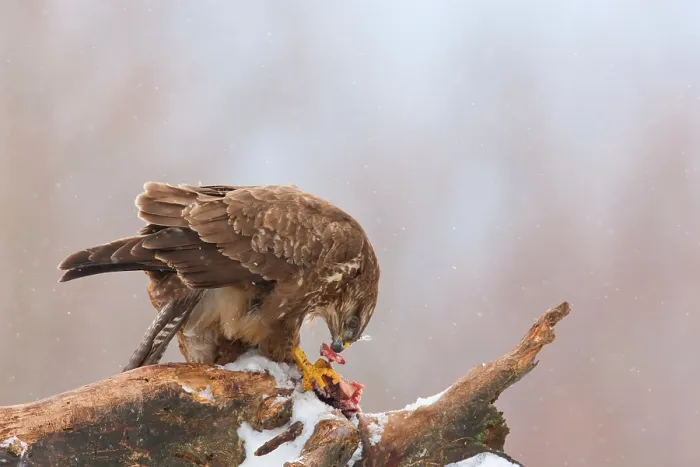 Gerahmter Druck : Buzzard