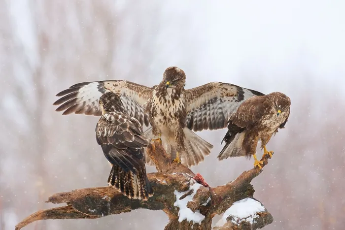 Gerahmter Druck : Buzzards Gerahmter Druck : Buzzards