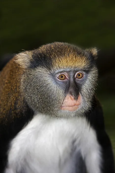 Gerahmter Druck : CAMPBELLS MEERKATZE (cercopithecus campbelli) Gerahmter Druck : CAMPBELLS MEERKATZE (cercopithecus campbelli)