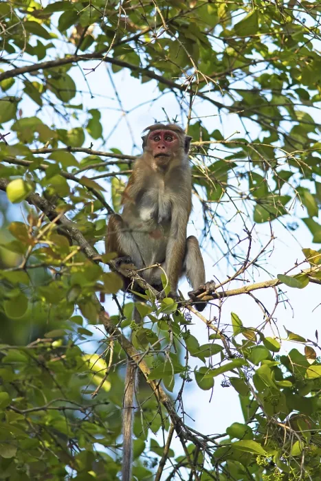 Gerahmter Druck : Ceylon hat einen Affen (Macaca sinica) auf einem Baum. Gerahmter Druck : Ceylon hat einen Affen (Macaca sinica) auf einem Baum.