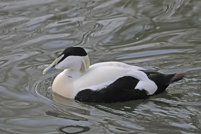 Gerahmter Druck : Gewöhnlicher Eider Gerahmter Druck : Gewöhnlicher Eider