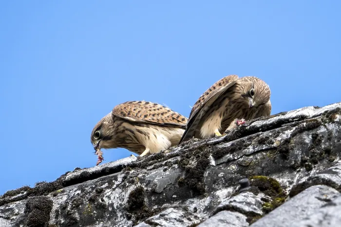 Gerahmter Druck : Mäusebussard (Falco tinnunculus)