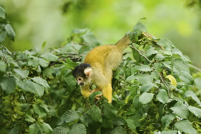 Gerahmter Druck : Saimiri sciureus in einem Baum. Gerahmter Druck : Saimiri sciureus in einem Baum.