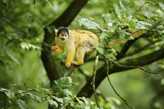 Gerahmter Druck : Saimiri sciureus in einem Baum. Gerahmter Druck : Saimiri sciureus in einem Baum.