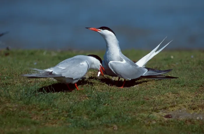 Gerahmter Druck : Common-Tern (Sterna hirundo), Paar.