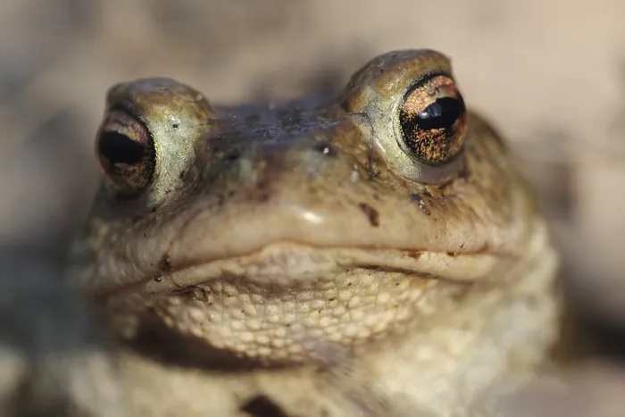 Gerahmter Druck : Gemeiner Laubfrosch