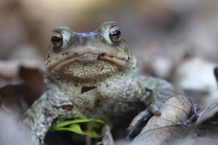 Gerahmter Druck : Gewöhnlicher Laubfrosch Gerahmter Druck : Gewöhnlicher Laubfrosch
