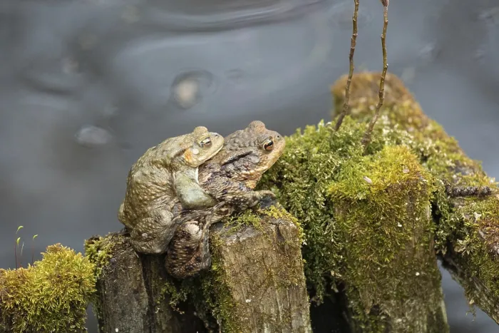 Gerahmter Druck : Gemeiner Laubfrosch (Bufo bufo) Gerahmter Druck : Gemeiner Laubfrosch (Bufo bufo)
