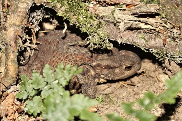 Gerahmter Druck : Gemeiner Laubfrosch (Bufo bufo) Gerahmter Druck : Gemeiner Laubfrosch (Bufo bufo)