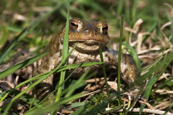 Gerahmter Druck : Gelbbauchunke (Bufo bufo) im Gras. Gerahmter Druck : Gelbbauchunke (Bufo bufo) im Gras.
