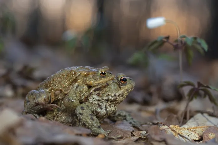 Gerahmter Druck : Gemeiner Laubfrosch (Bufo bufo), Paar in Amplexus. Gerahmter Druck : Gemeiner Laubfrosch (Bufo bufo), Paar in Amplexus.