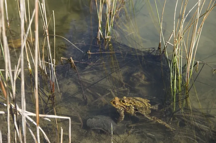 Gerahmter Druck : Geburtshelferkröte (Bufo bufo), Paar laichend.