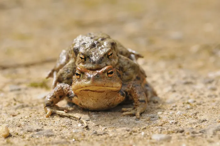 Gerahmter Druck : Gemeiner Kröte (Bufo bufo) Gerahmter Druck : Gemeiner Kröte (Bufo bufo)