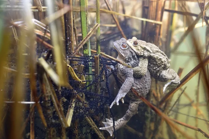 Gerahmter Druck : Froschkröten (Bufo bufo-Komplex) Gerahmter Druck : Froschkröten (Bufo bufo-Komplex)