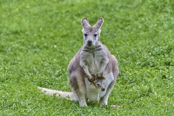 Gerahmter Druck : Gemeiner Wallaroo (Macropus robustus)