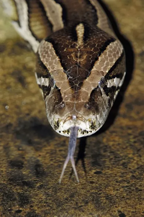 Gerahmter Druck : Indischer Dunkelpython (Python molurus bivittatus) Gerahmter Druck : Indischer Dunkelpython (Python molurus bivittatus)