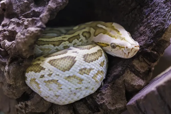 Gerahmter Druck : Dunkler Tigerpython (Python bivittatus) Gerahmter Druck : Dunkler Tigerpython (Python bivittatus)