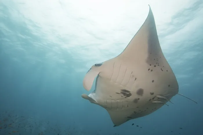 Gerahmter Druck : Teufelstray (Mobula mobular)