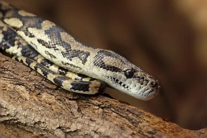 Gerahmter Druck : Diamantpython Gerahmter Druck : Diamantpython