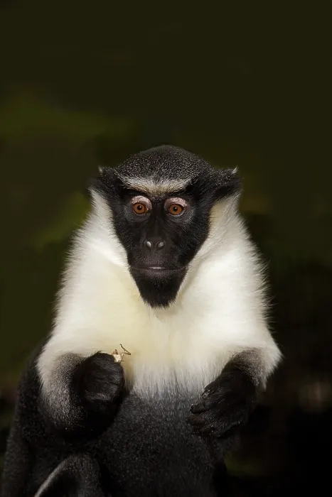Gerahmter Druck : Dianamaki (Cercopithecus diana)