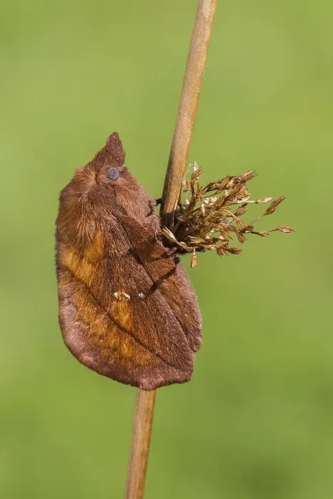 Gerahmter Druck : Der Trinker-Motten (Euthrix potatoria) Gerahmter Druck : Der Trinker-Motten (Euthrix potatoria)