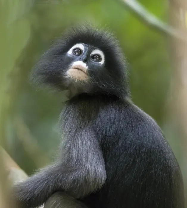 Gerahmter Druck : Dusky-Blattmaki (Trachypithecus obscurus) Gerahmter Druck : Dusky-Blattmaki (Trachypithecus obscurus)